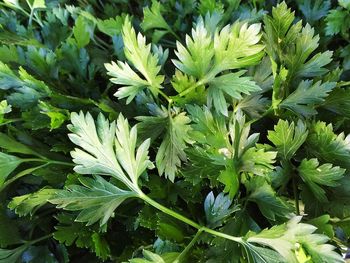 Full frame shot of green leaves