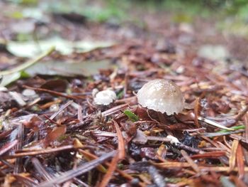 Close-up of mushroom growing in forest