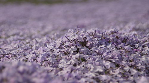 Close-up of purple flowering plant on field