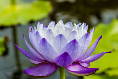 Close-up of purple water lily