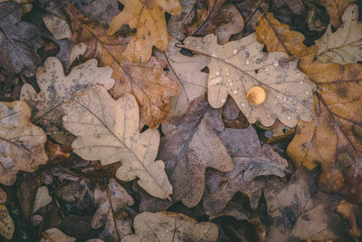 High angle view of dry maple leaves