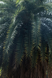 Low angle view of palm tree