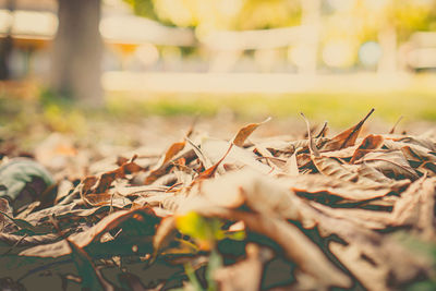 Close-up of fallen leaves on field