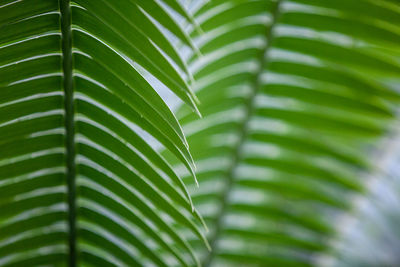 Close-up of palm leaves