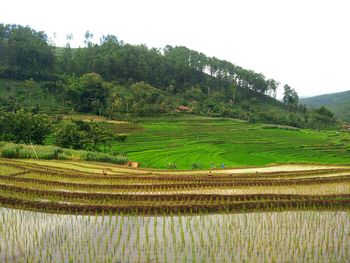 Scenic view of agricultural field against sky