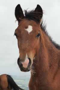 Close-up of a horse