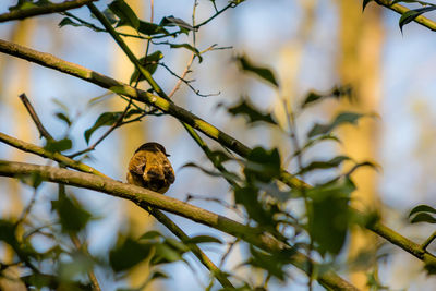 Bird perching on tree