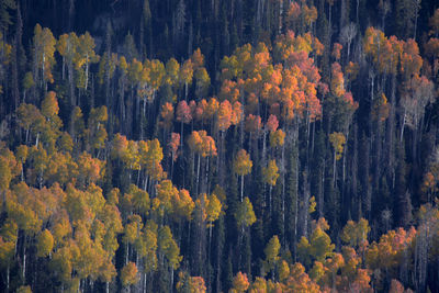 Pine trees in forest during autumn