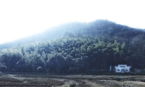 Trees on field against sky