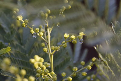 Close-up of water drops on flowering plant