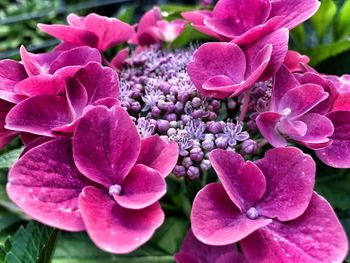 Close-up of pink hydrangea flowers