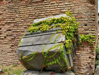 Ivy growing on brick wall