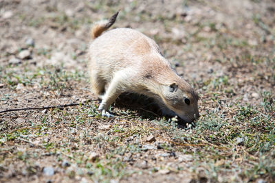 Close-up of rabbit on field