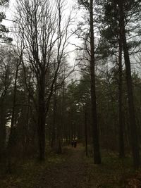 Footpath passing through forest