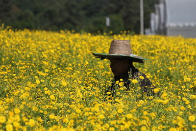 Yellow flowers on field