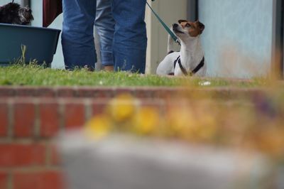 Low section of man with dog standing outdoors