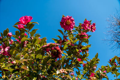 Low angle view of pink flowering plants against blue sky