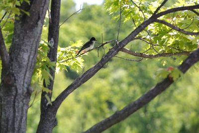 Low angle view of bird perching on tree