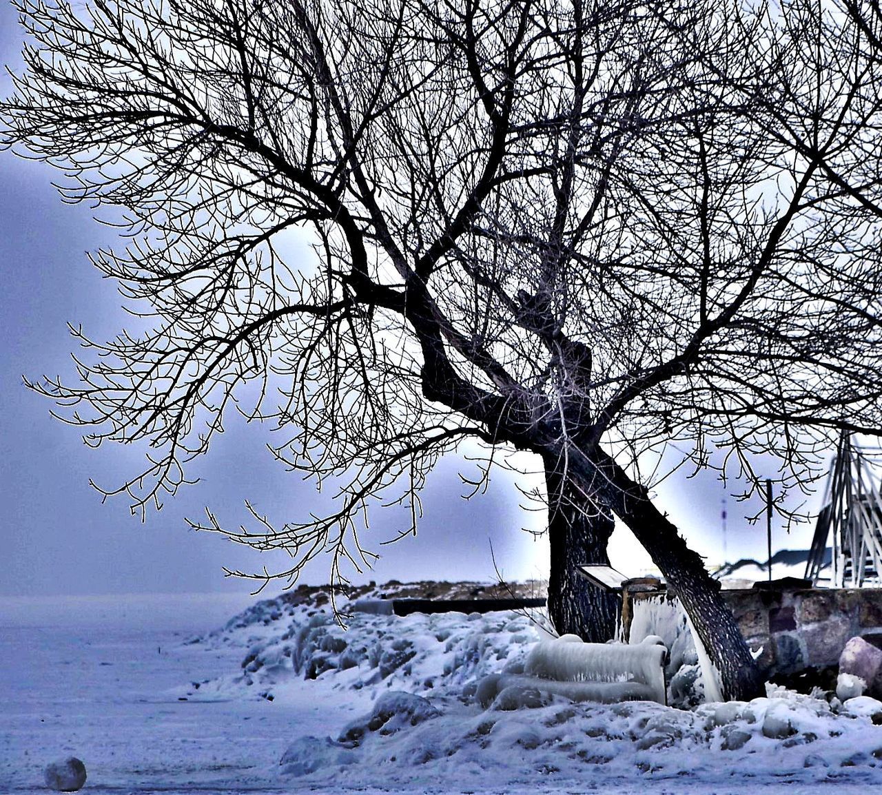 BARE TREE ON SNOW COVERED LANDSCAPE