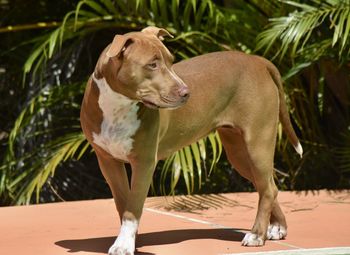 Close-up of a dog looking away