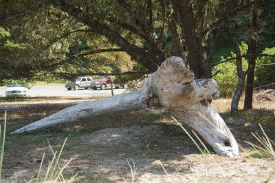 Tree in car