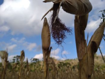 Low angle view of crops on field against sky