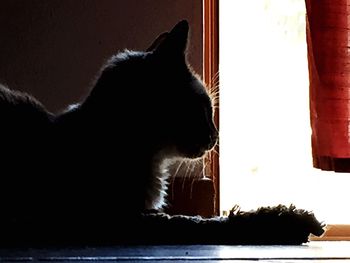 Cat against wall