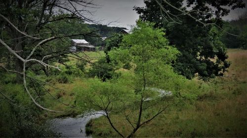 Trees in forest