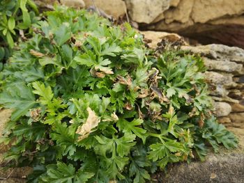 High angle view of plants growing on rock