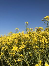 Yellow flowering plants on field against clear sky