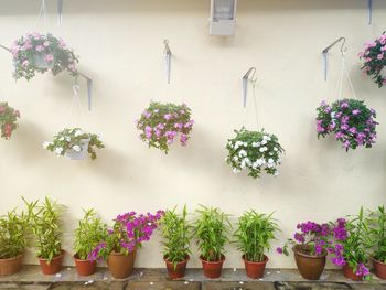 Potted plants against wall