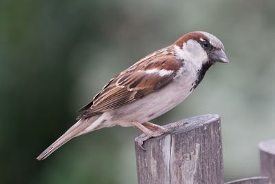 Close-up of bird perching on wooden post