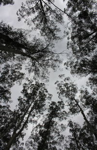 Low angle view of trees against sky