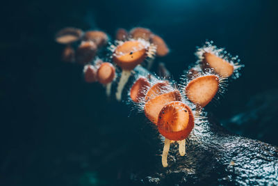 Close-up of jellyfish swimming in sea