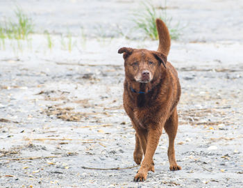 Portrait of dog standing on beach