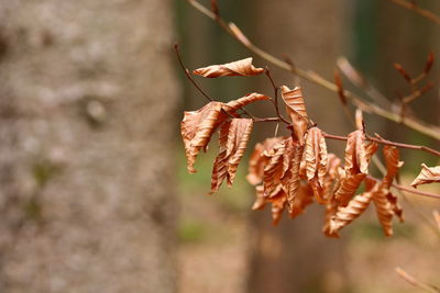 Close up of dried leaves of a beech tree