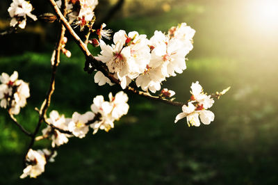 Close-up of cherry blossoms