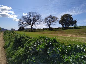 Scenic view of field against sky