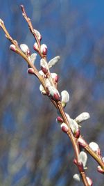 Close-up of flower buds