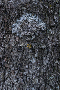 Full frame shot of tree trunk