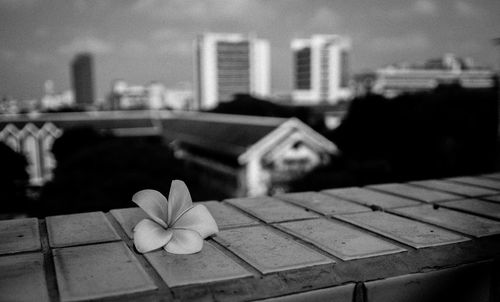 Close-up of flower on retaining wall in city