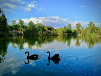 Swans swimming in lake