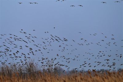 Flock of birds with flight patterns.