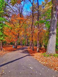 Street amidst trees during autumn