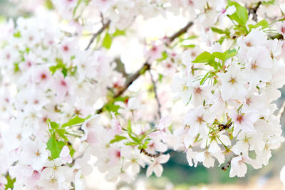 Close-up of white flowers blooming on tree