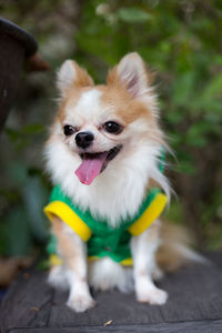 Close-up of a dog looking away