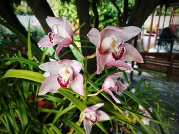 Close-up of pink flowers