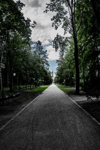 Empty road along trees and plants