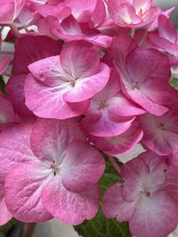 Close-up of pink cherry blossoms