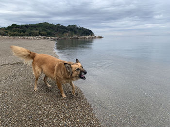 Dog on the beach